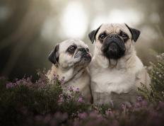 开云体育下载-双星交锋，边疆之战，杰伦·格林接管与凯尔特人的窒息压制