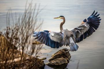开云下载-赛道双面睇，开拓者轻取热火，杰伦·格林在F1街道赛接管比赛