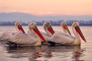 开云体育官方网站-中国对阵安哥拉，罗德里戈里程碑之战