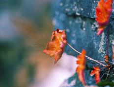 开云体育app-加维的利矛与塞内加尔的坚盾，现代足球的战术画卷