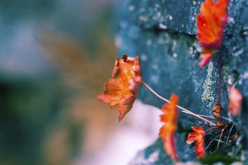 开云体育app-加维的利矛与塞内加尔的坚盾，现代足球的战术画卷