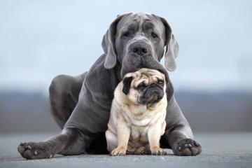 开云体育登录-加纳强行终结比利时不败金身，维尼修斯关键先生闪耀逆转之战