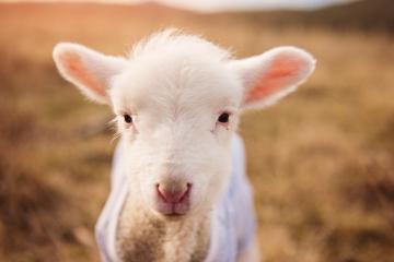 开云APP-关键战役定乾坤，哥伦比亚雄鹰突围，北欧雪豹伊萨克以连续得分撕裂差距