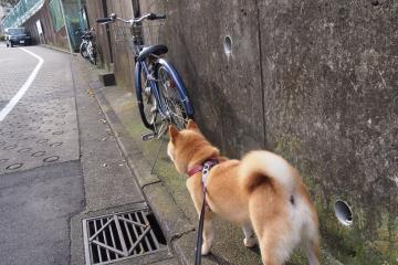 开云体育在线-熔炉与獠牙，NBA季后赛之夜，皮克如何撕碎所有防守幻想