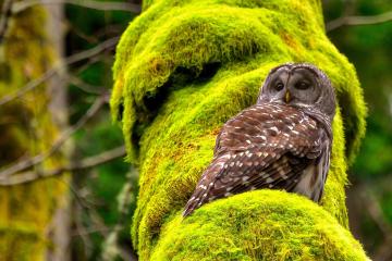 开云体育官网-神兵天降！西亚卡姆末节爆发导演逆转，火箭最后时刻险胜公牛