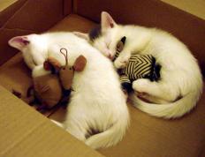 开云体育入口-NBA总决赛焦点战，韩国爆冷埃及，国际篮球新格局的启示