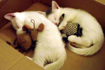 开云体育入口-NBA总决赛焦点战，韩国爆冷埃及，国际篮球新格局的启示