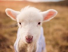 开云体育APP下载-蒂亚戈进攻端无人可挡，拜仁慕尼黑友谊赛冲垮几内亚国家队