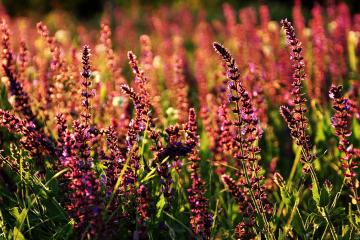 开云APP-战术之智与个人之光，马刺体系压制篮网启示，马克西奥运关键战铸就传奇