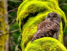 开云官网-门迪里程碑之夜，威尔士生死战破局，一场足球与民族精神的共振