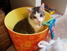 开云官网-冷门与巨星，厄瓜多尔掀翻墨西哥，凯恩满分诠释领袖力