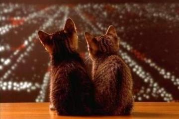 开云APP-惊天逆转，拜仁用季后赛意志翻盘阿根廷的悲情夜晚