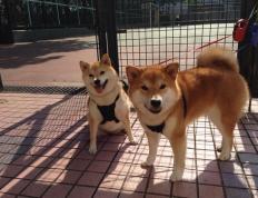 开云体育-篮球世界的夜晚，深圳加时鏖战与切特·霍姆格伦的抢七传奇