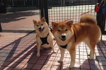 开云体育-篮球世界的夜晚，深圳加时鏖战与切特·霍姆格伦的抢七传奇