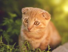 开云体育官网-爱德华兹点燃全队！灰熊力克太阳背后的节奏革命