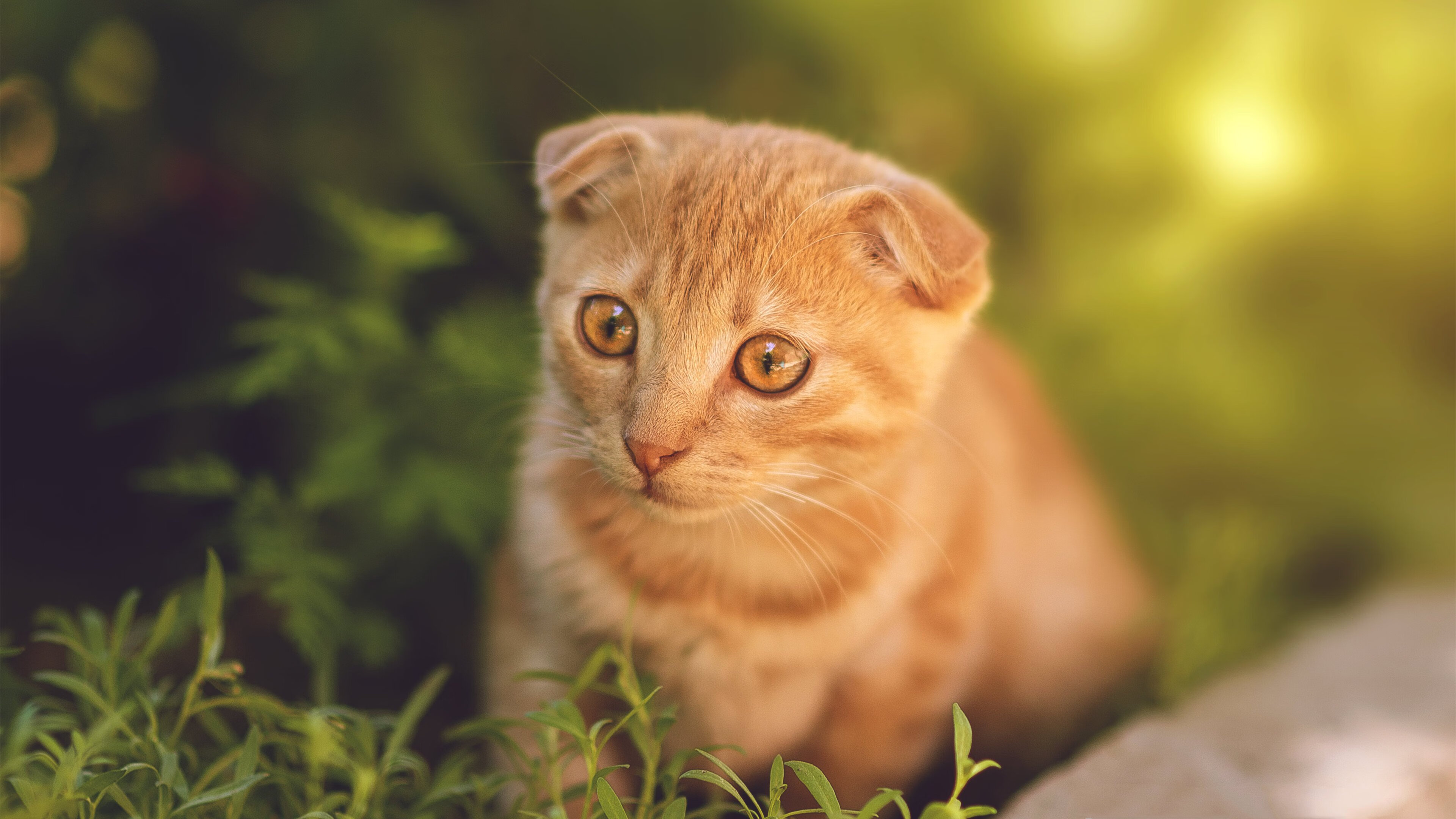 开云平台-欧冠决赛夜，当卢卡库成为全队心跳