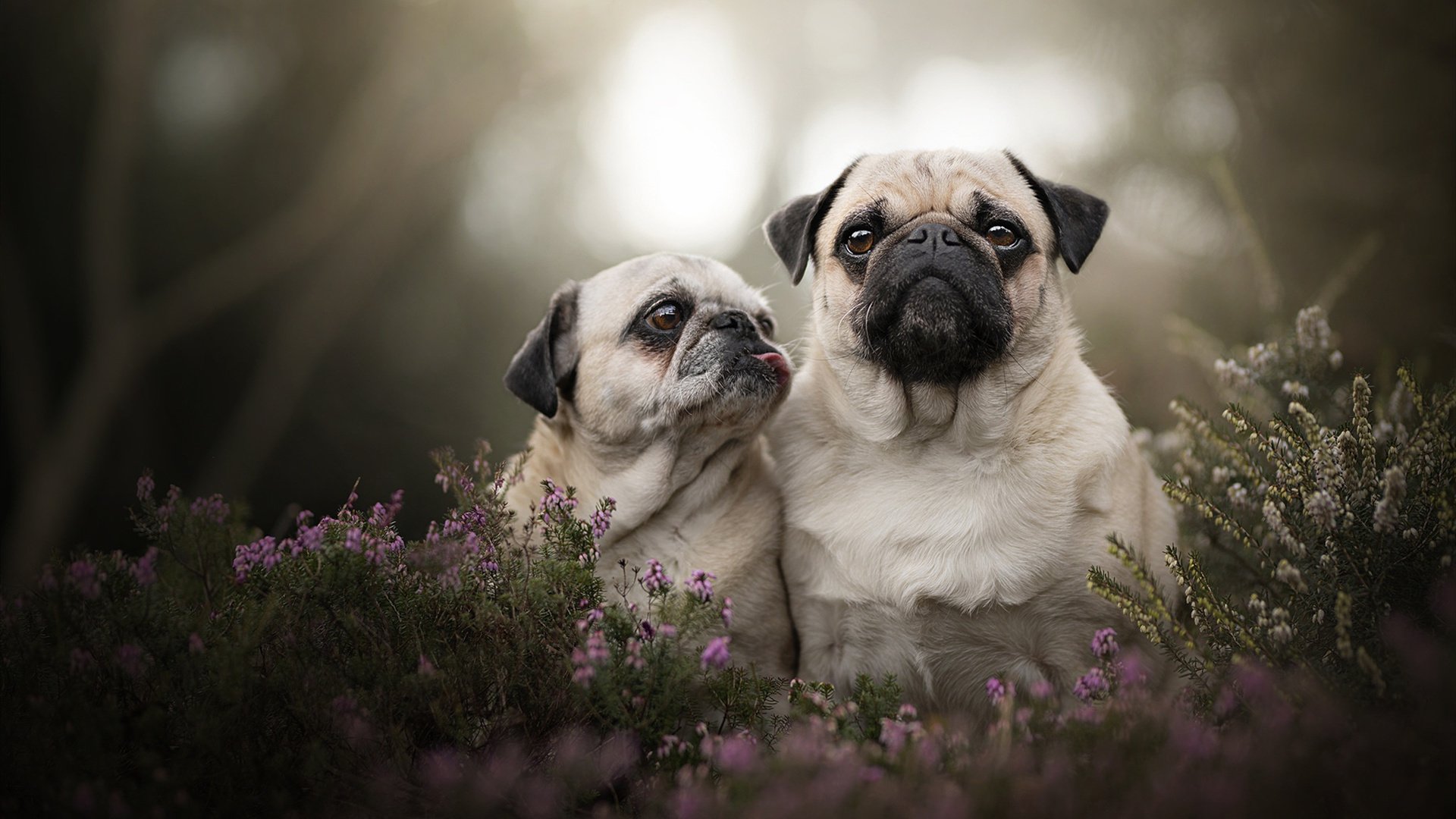 开云体育下载-双星交锋，边疆之战，杰伦·格林接管与凯尔特人的窒息压制