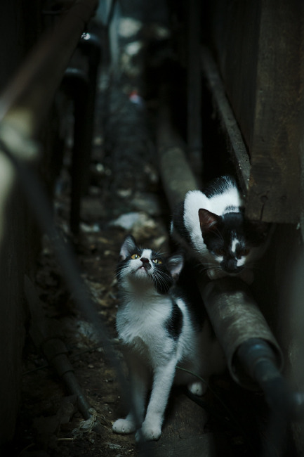 开云下载-莫兰特涅槃重生，一记绝平三分背后的救赎之路与独行侠的团队压制哲学