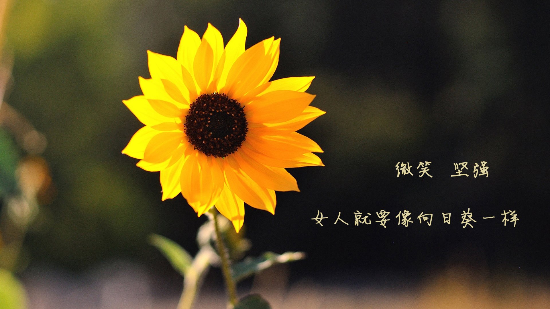 开云体育下载-凯尔特人对阵勇士,约基奇的冠军级表现与篮球智慧