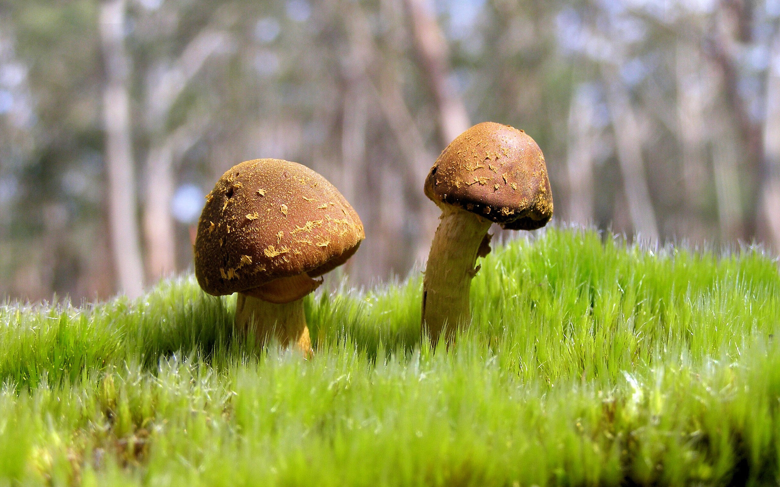 开云体育-指挥家的胜利,库里在抢七之夜引领勇士交响曲