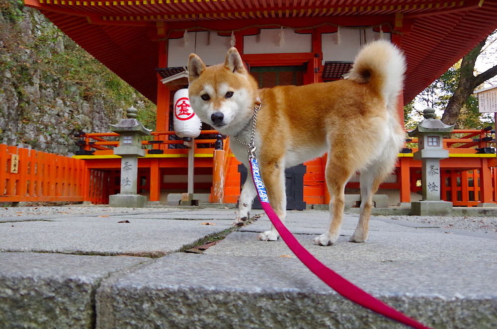 开云APP-蓝狮血脉注入维京战场，佩德里奥运前夜上演王者接管