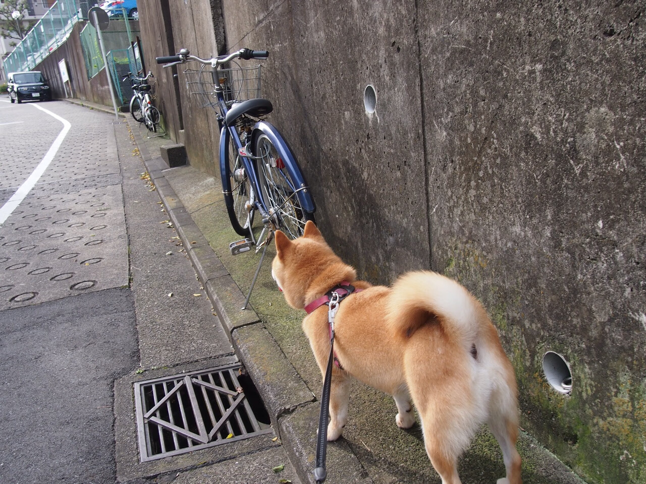 开云体育在线-熔炉与獠牙，NBA季后赛之夜，皮克如何撕碎所有防守幻想