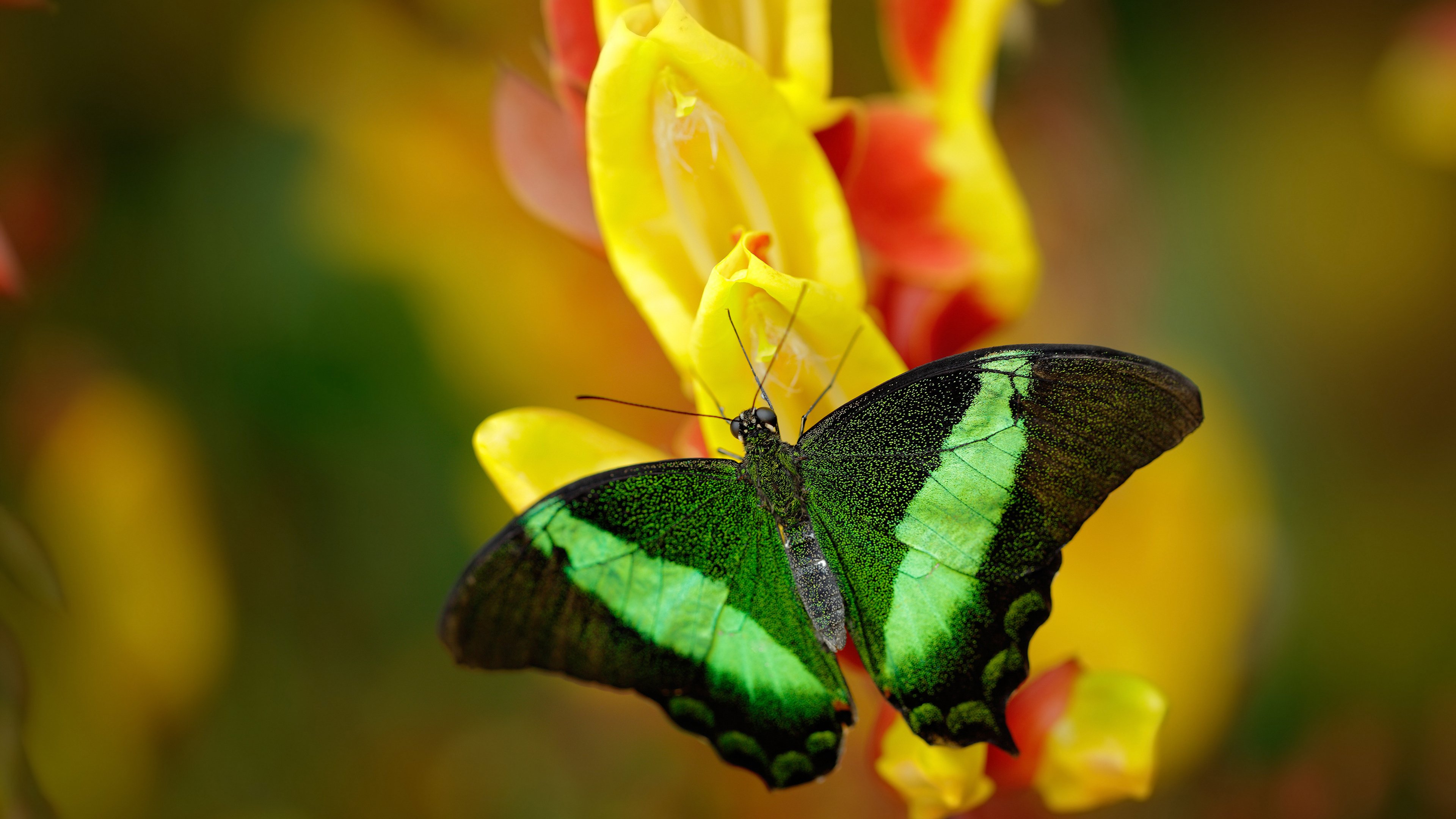 开云体育官方网站-双星闪耀破重围，狼群撕裂熊阵，东契奇再证关键本色