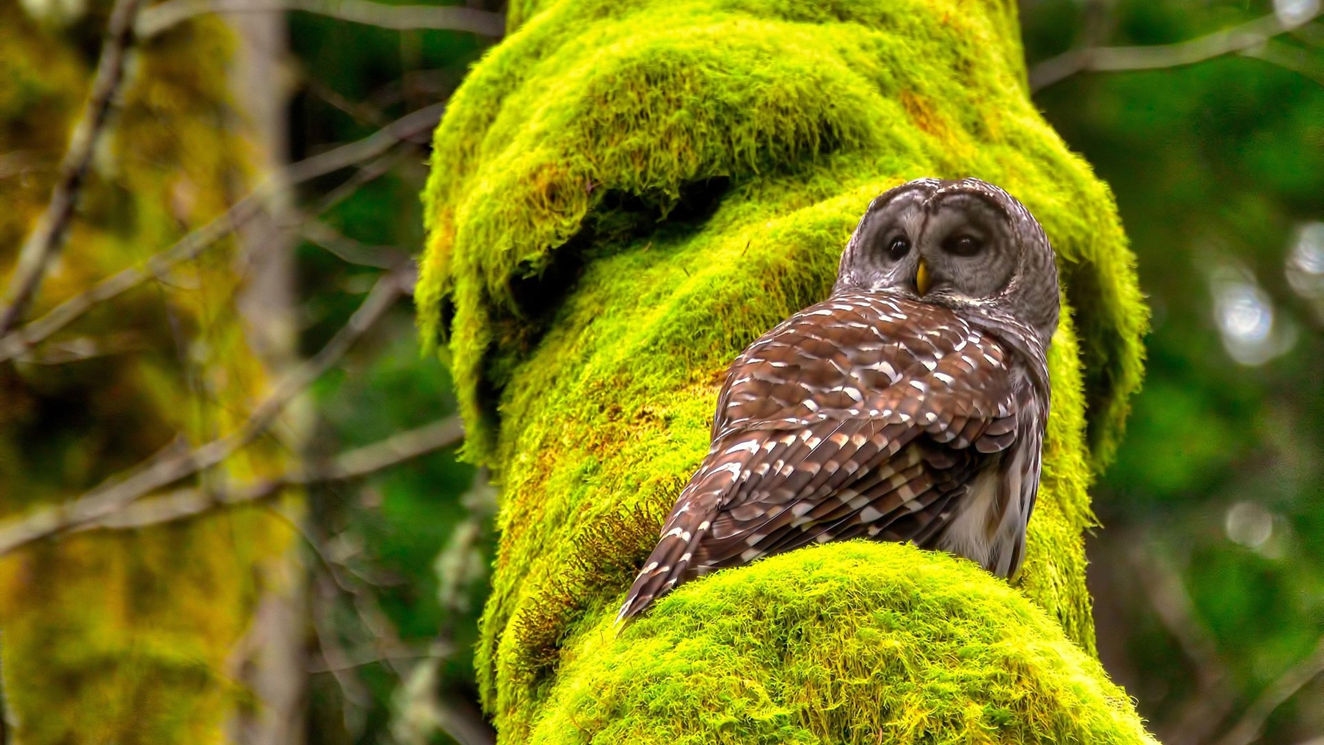 开云体育官网-神兵天降！西亚卡姆末节爆发导演逆转，火箭最后时刻险胜公牛