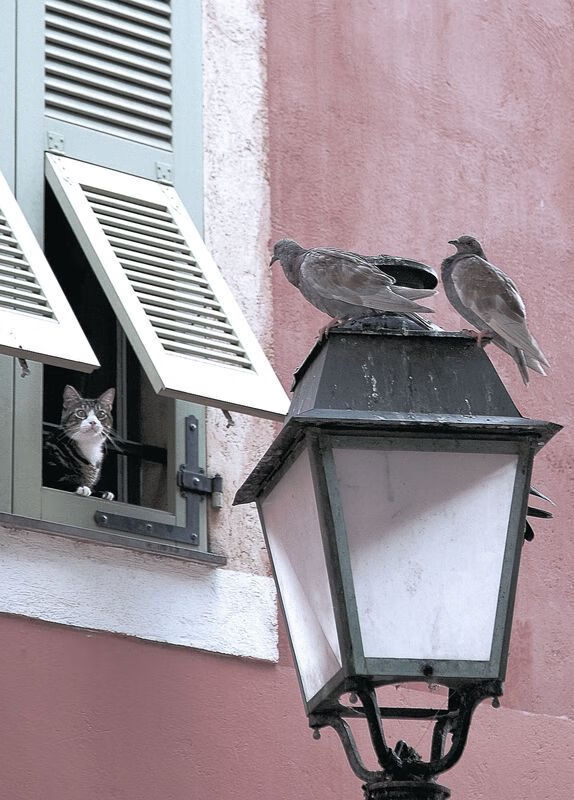 开云下载-范弗利特里程碑之夜,黄蜂轻取新疆展现实力差距