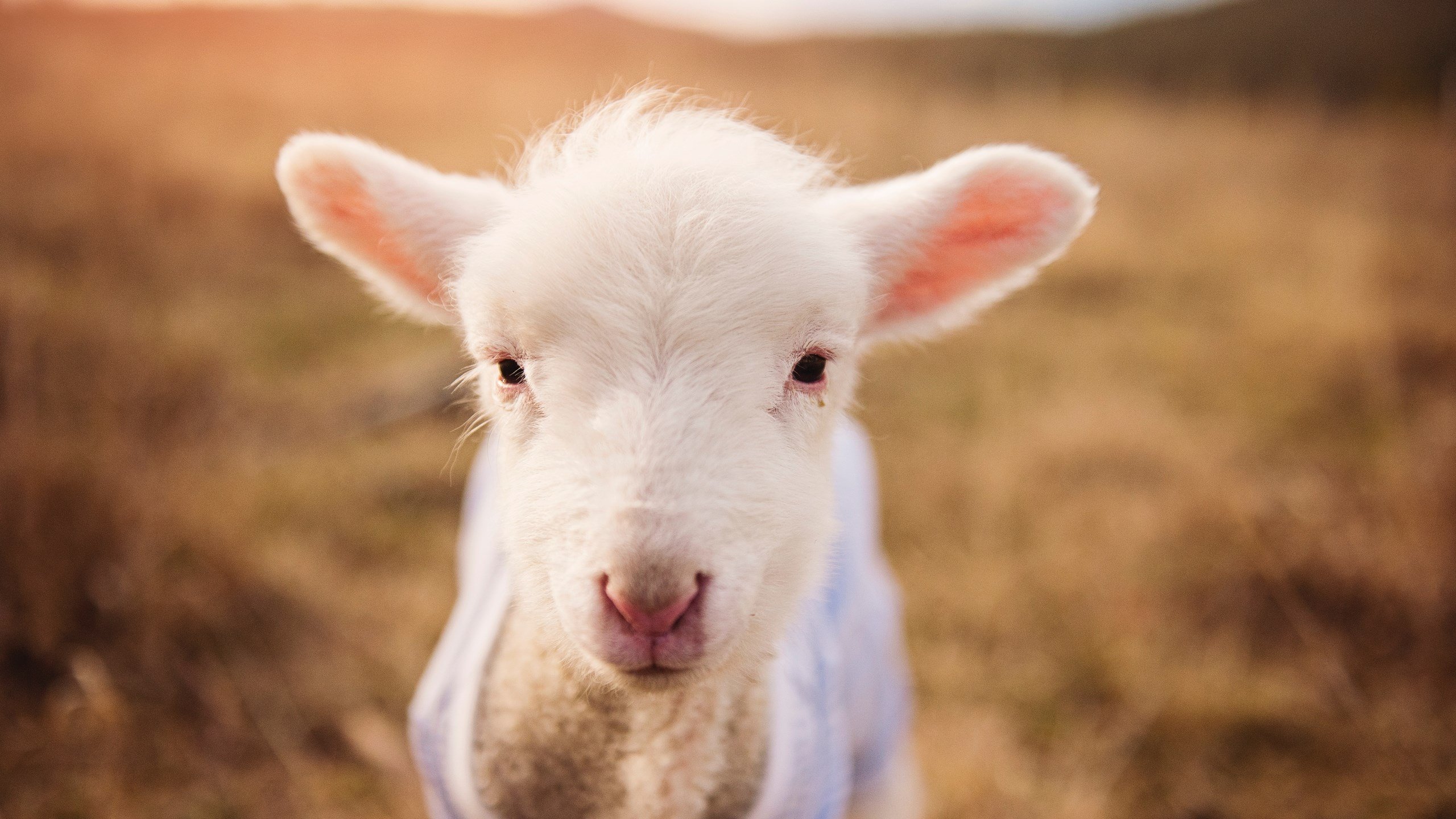 开云体育APP下载-蒂亚戈进攻端无人可挡，拜仁慕尼黑友谊赛冲垮几内亚国家队
