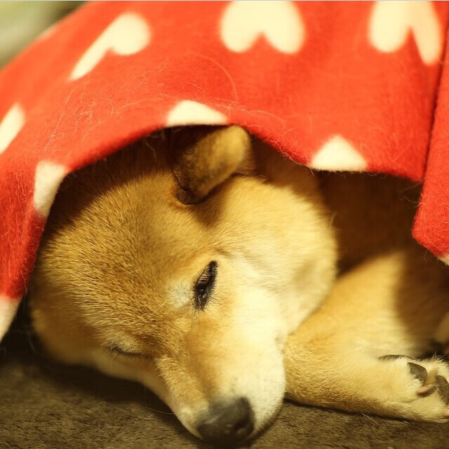 开云官网-雷霆之怒击穿骑士之盾,西亚卡姆在攻防转换中重塑比赛灵魂